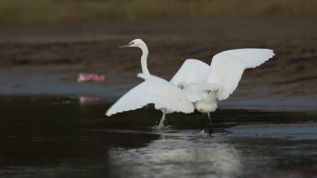 Chinese Egret and Little Egret