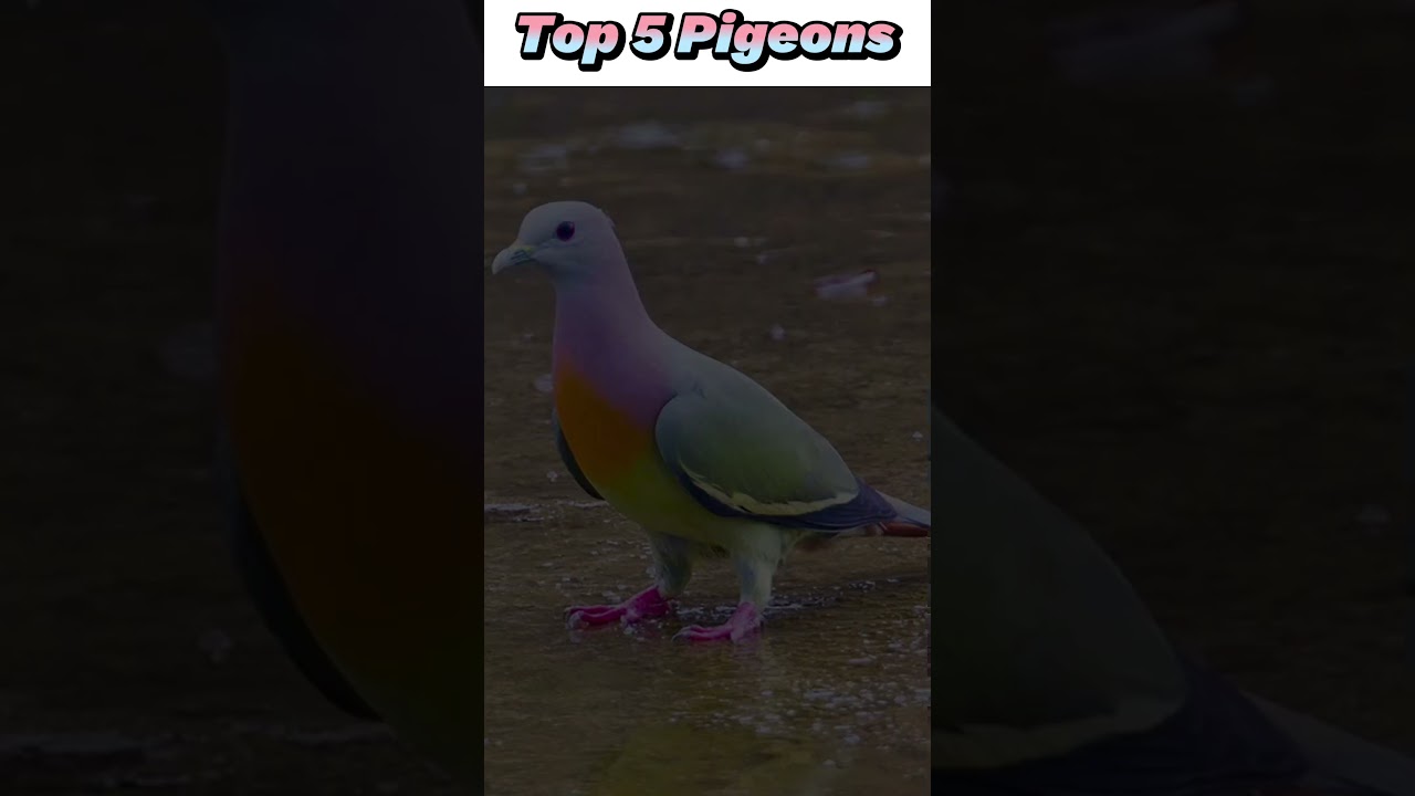 Top 5 Amazing Pigeons You Need To See | fancy pigeon collection | kabootar ki video #pigeon #shorts