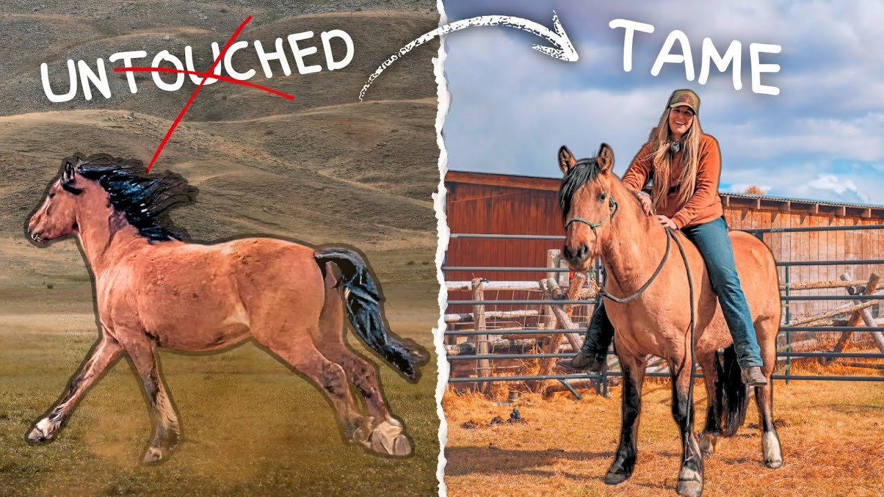 30 Days With A Wild Horse Reveals AMAZING Results!