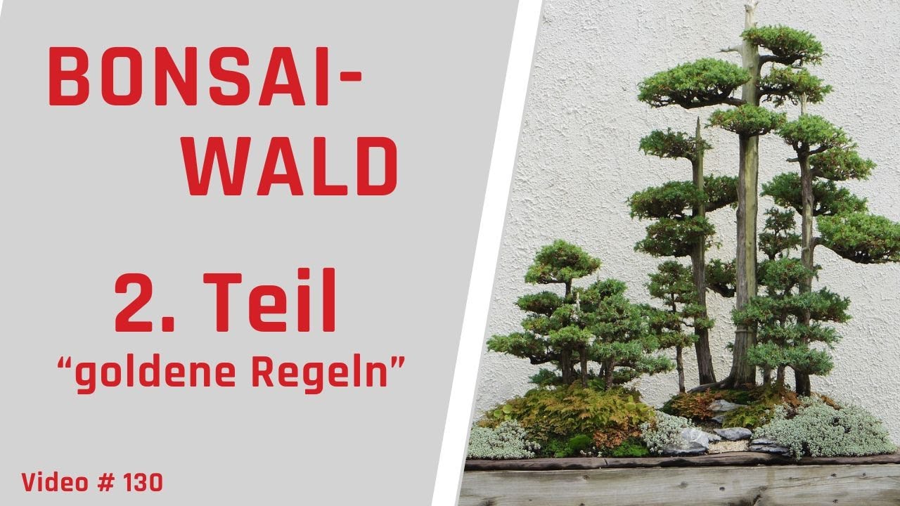 4  Regeln f&uuml;r die perfekte Bonsai Wald Gestaltung