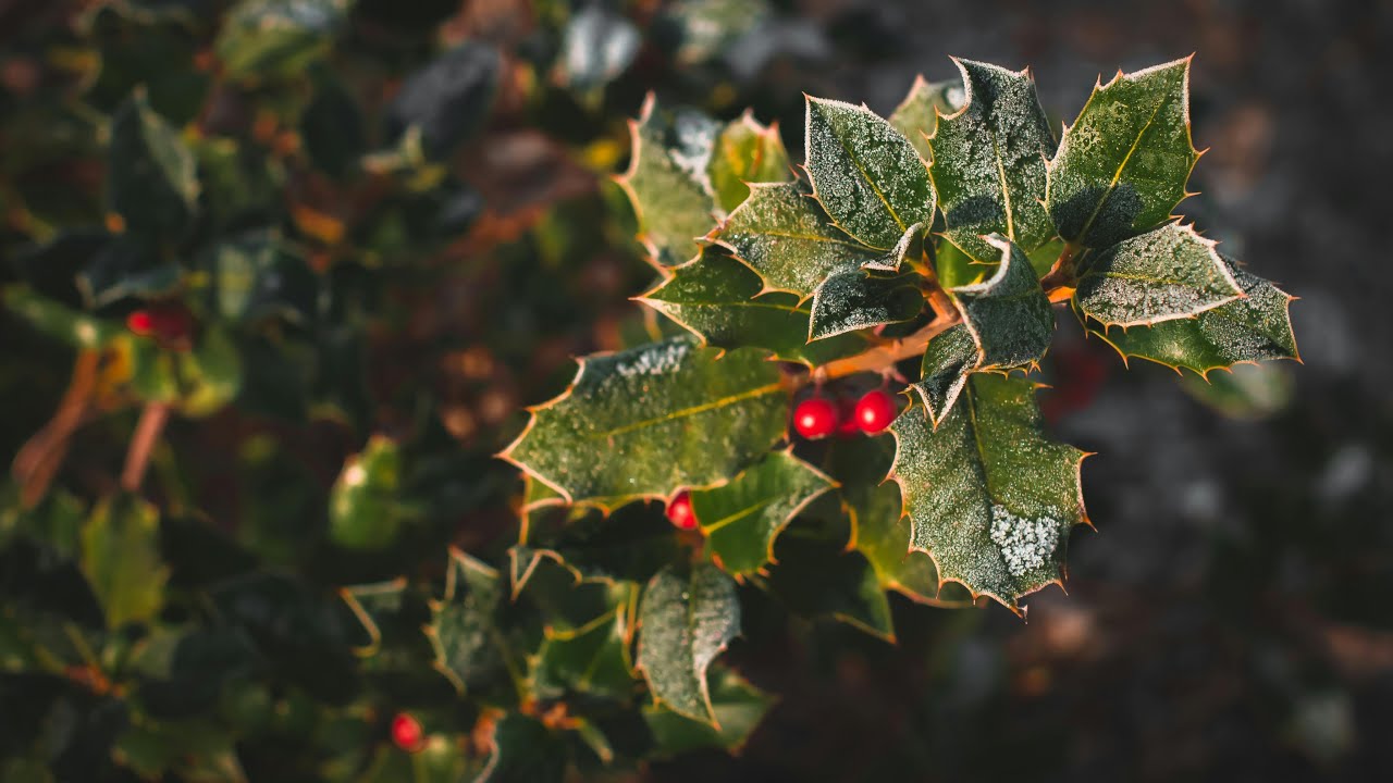 Calming Christmas Carols for a Peaceful Holiday
