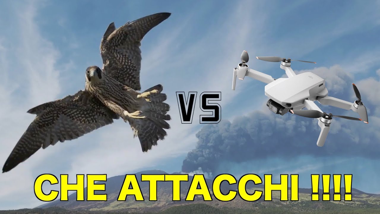 DRONI VS UCCELLI CHE ATTACCHI !!! ECCO QUALCHE CONSIGLIO