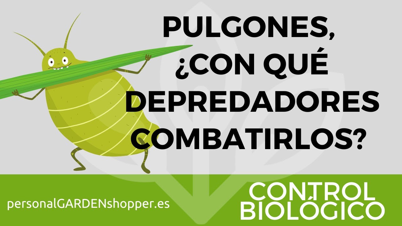 PULGONES, ¿CON QUÉ DEPREDADORES COMBATIRLOS? CONTROL BIOLÓGICO