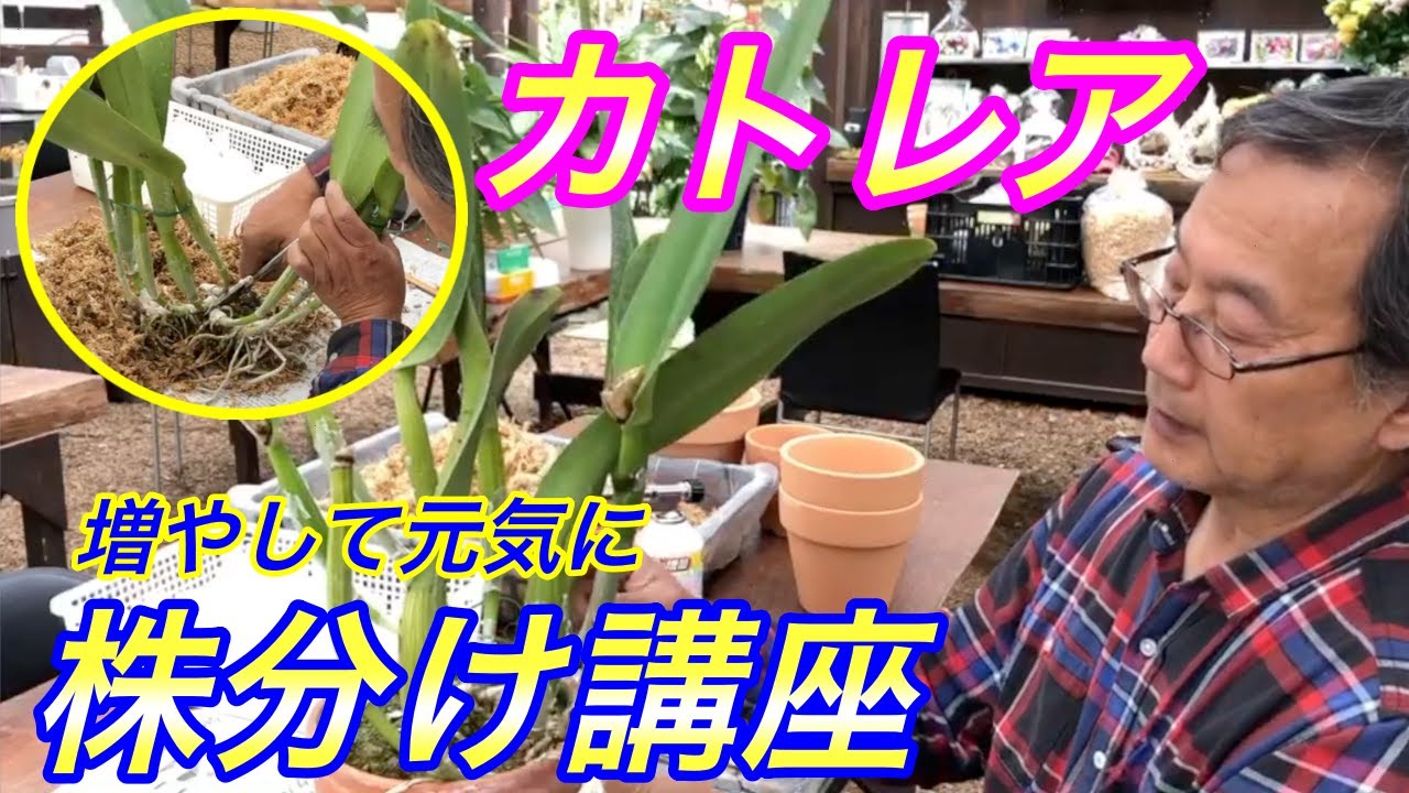 【洋蘭】カトレアの株分け講座！増やして育てるコツもご紹介。Repotting a Cattleya