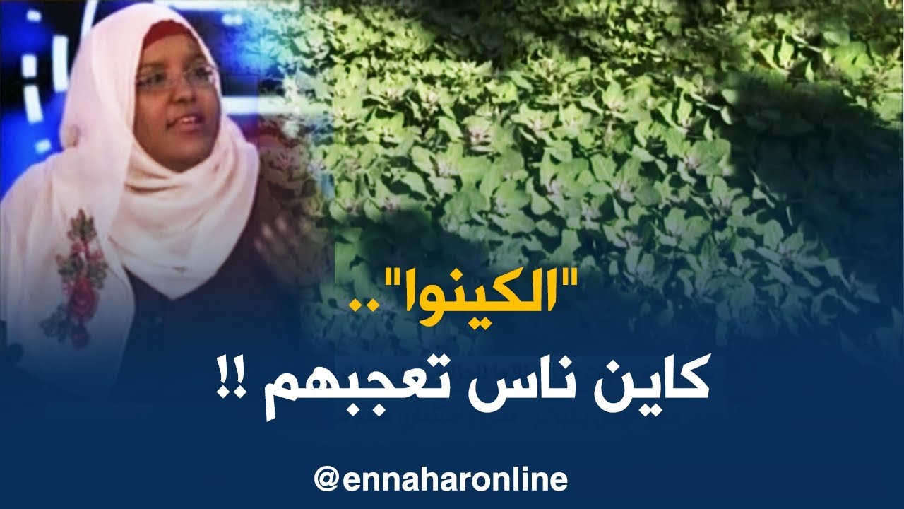 بعد أربع سنوات من إدخالها للجزائر..أين وصلت زراعة حبوب الكينوا ؟!