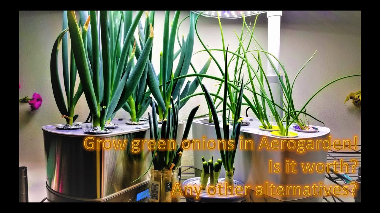 Выращиваем зеленый лук в Aerogarden из семян и черенков | гидропоника | Эксперимент 4 в 1