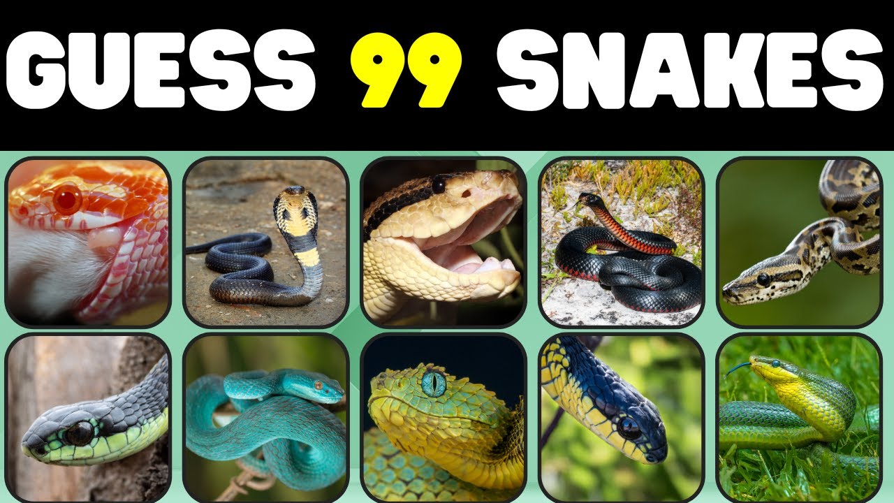 Guess 99 Snakes in 10 Seconds | #snake #kingcobra #quiz