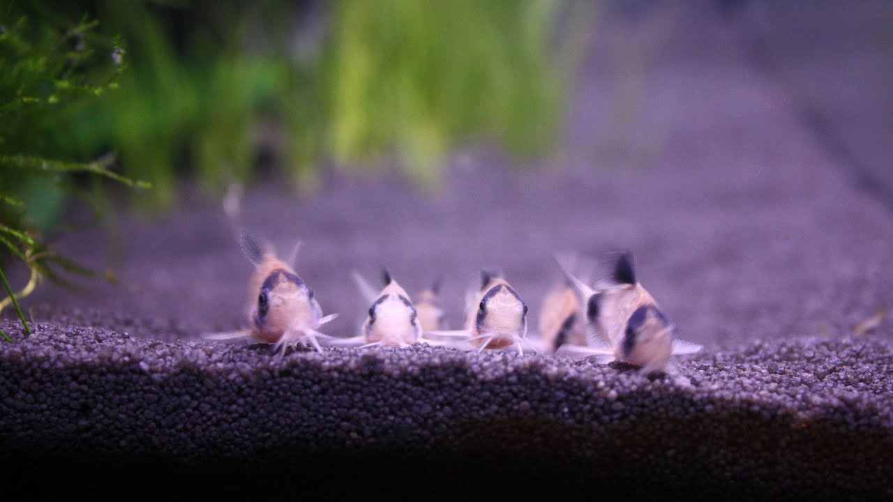 Feeding time in the tank with my Panda Corys, WCMM and RC Shrimp.