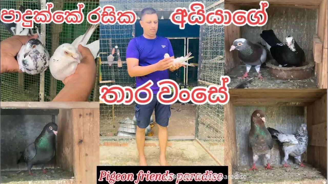 පාදුක්කේ රසික අයියාගේ තාර වංසේ🕊️❤️#pigeon #birdmaster #flyingpigeon #kabutar #breedingpair