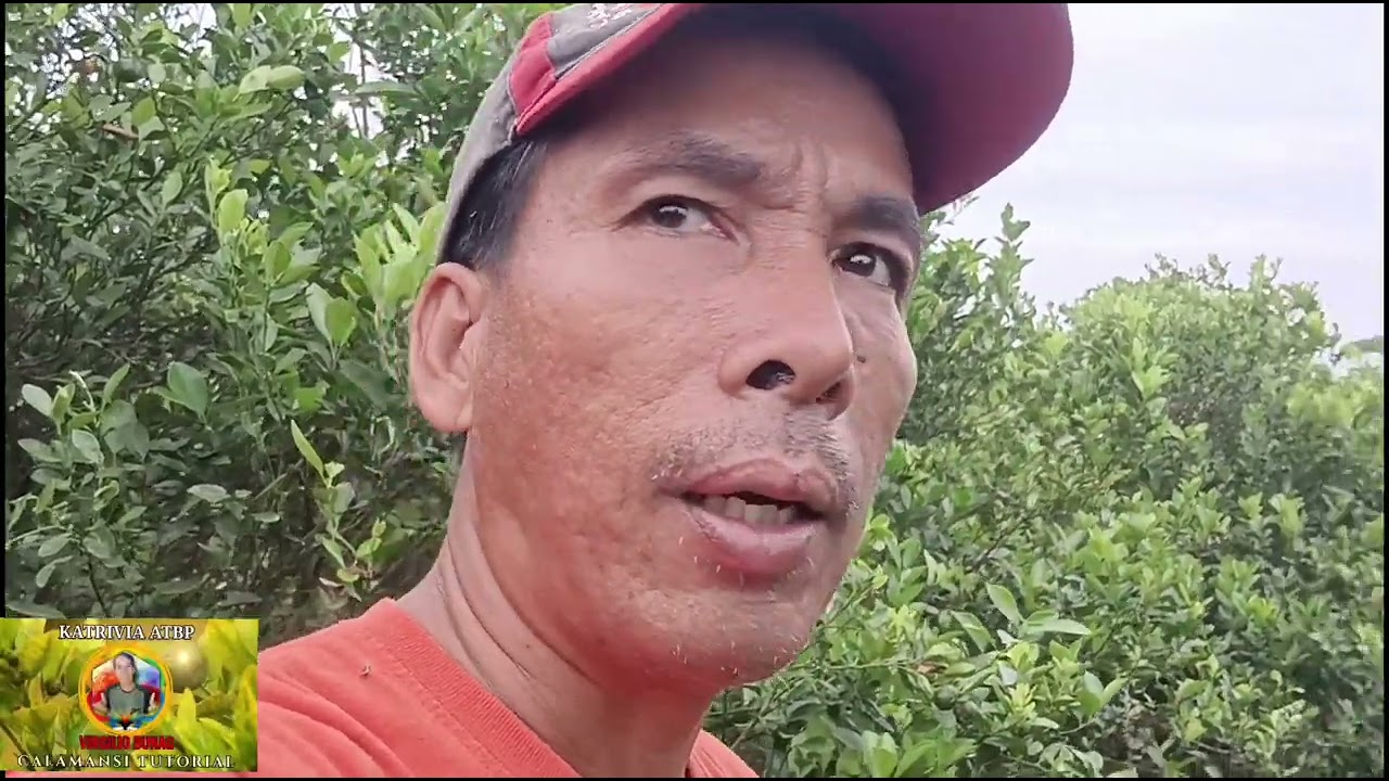 Nanalasa pa ang uod sa dahon at bunga