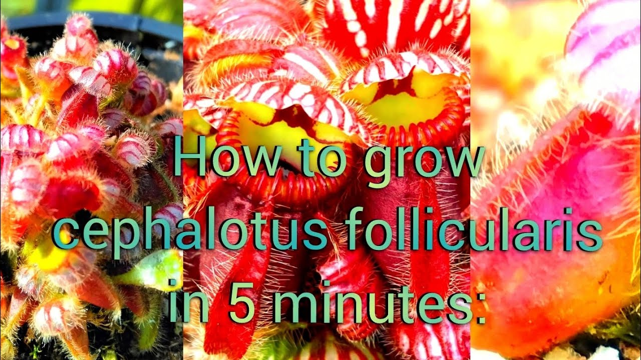 How to grow cephalotus follicularis in 5 minutes:)