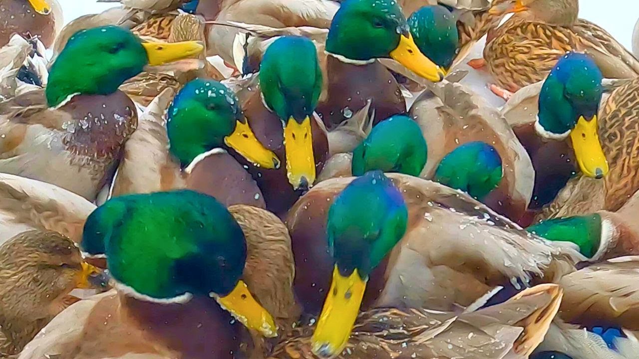 Arctic Duck Feeding Site Has Reached Full Capacity [4K] Mallard Ducks