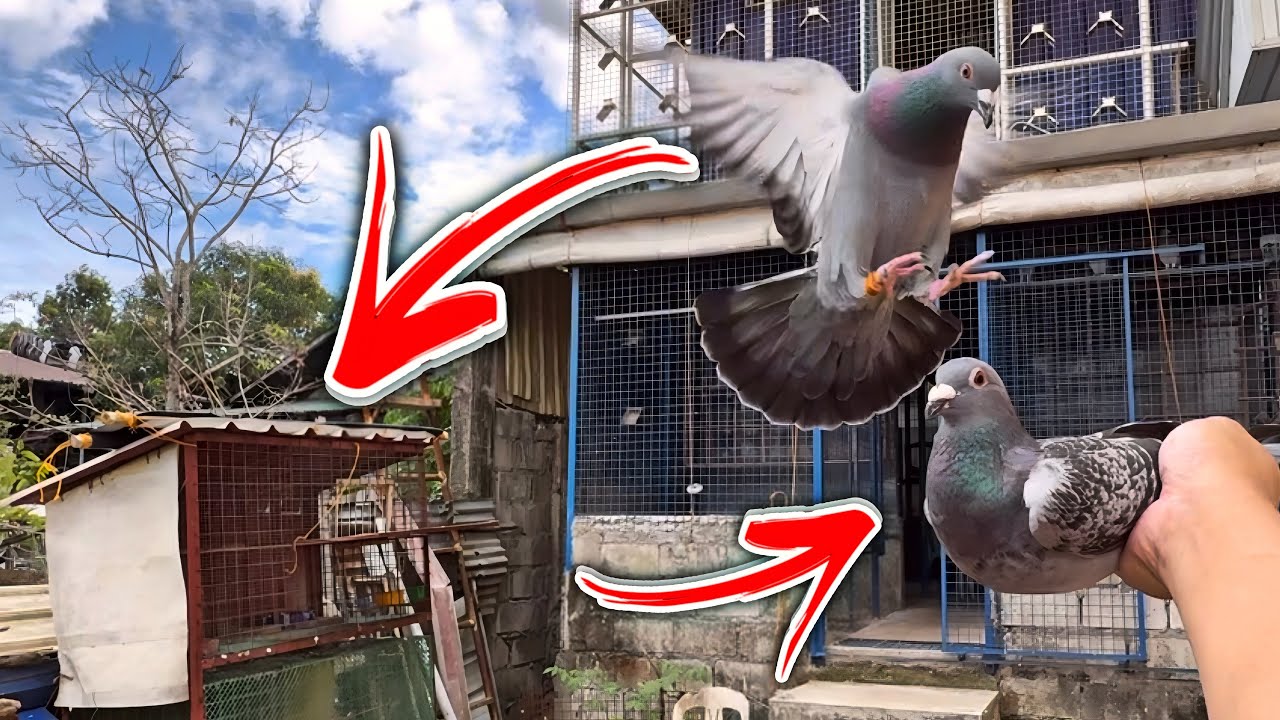 FAST TRAP BIRD!