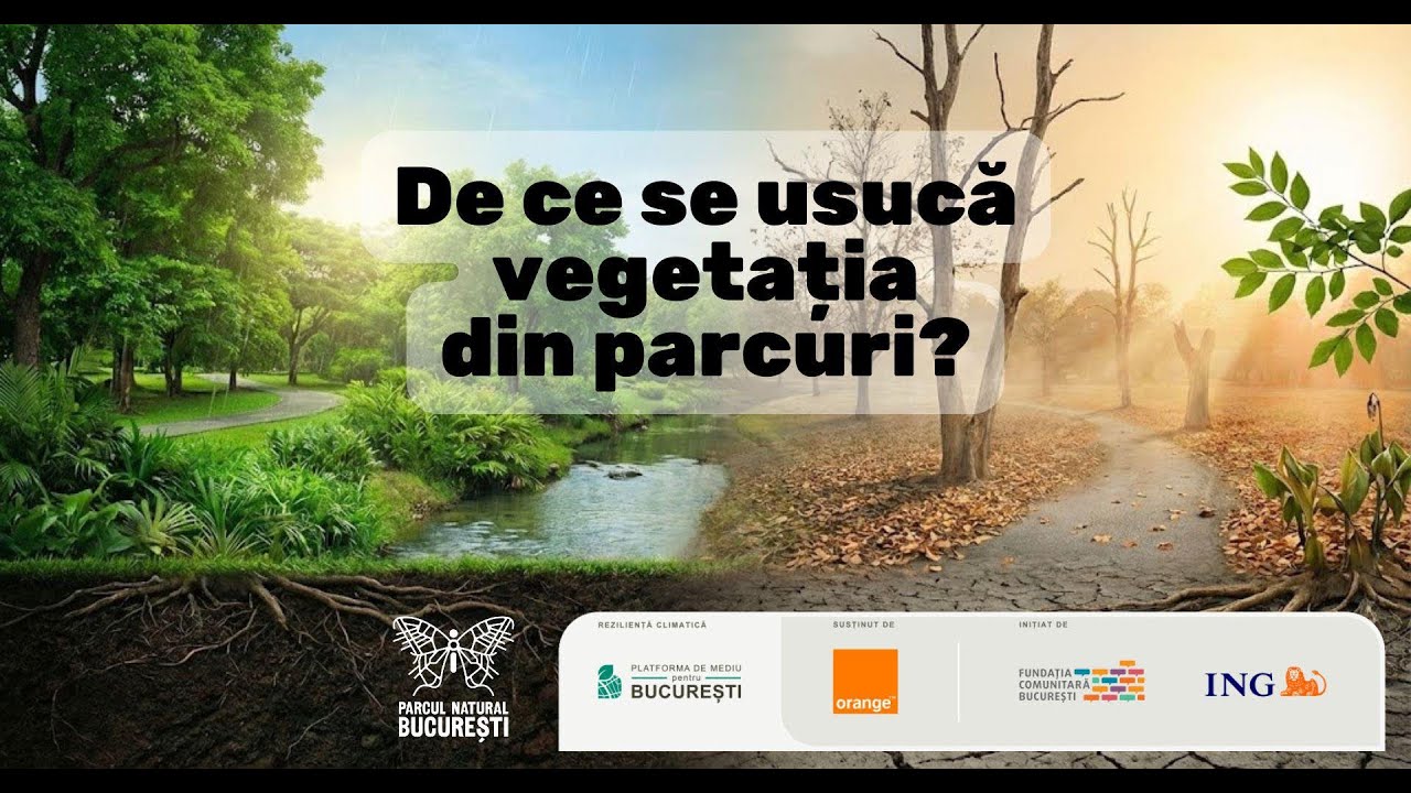De ce se usucă vegetația din parcuri?