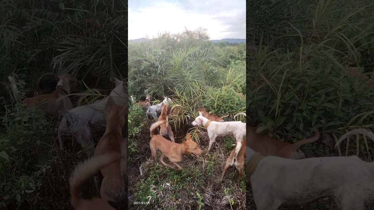 Porbi ujung gading,babi besar melawan