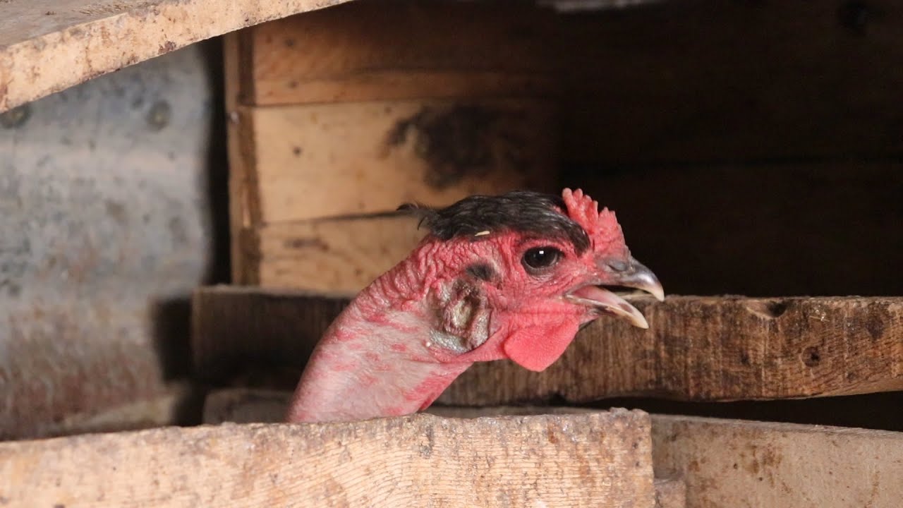 Tavuk Sesi / Yumurtlayan Tavuk Sesi / Tavuk Kümesi / Huzurlu Video