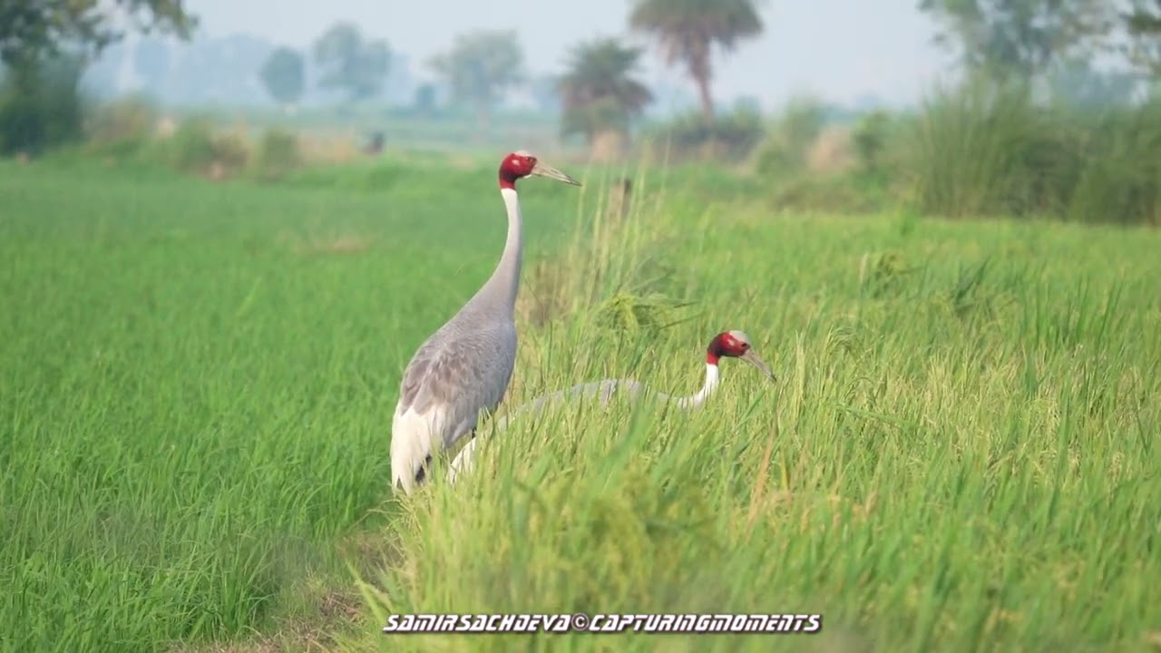 Sarus Cranes feeding