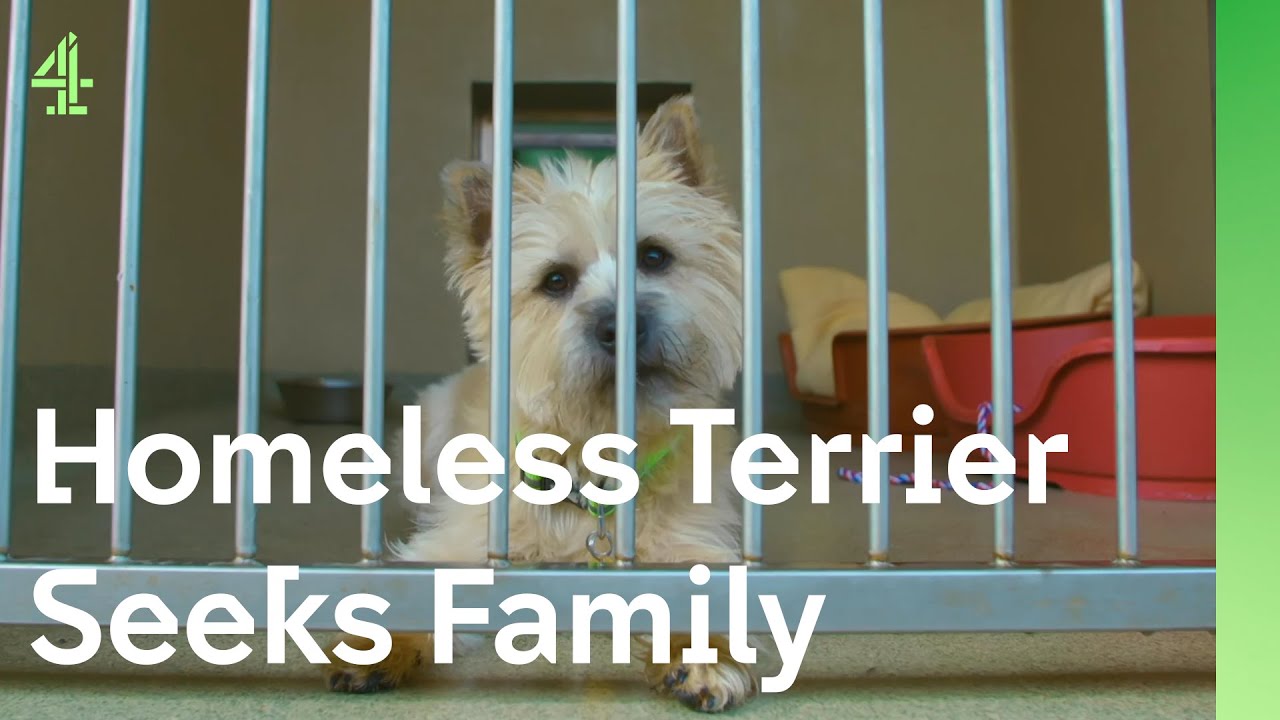 Homeless terrier struggles to contain her excitement | The Dog House 🐶 | Dog Stories