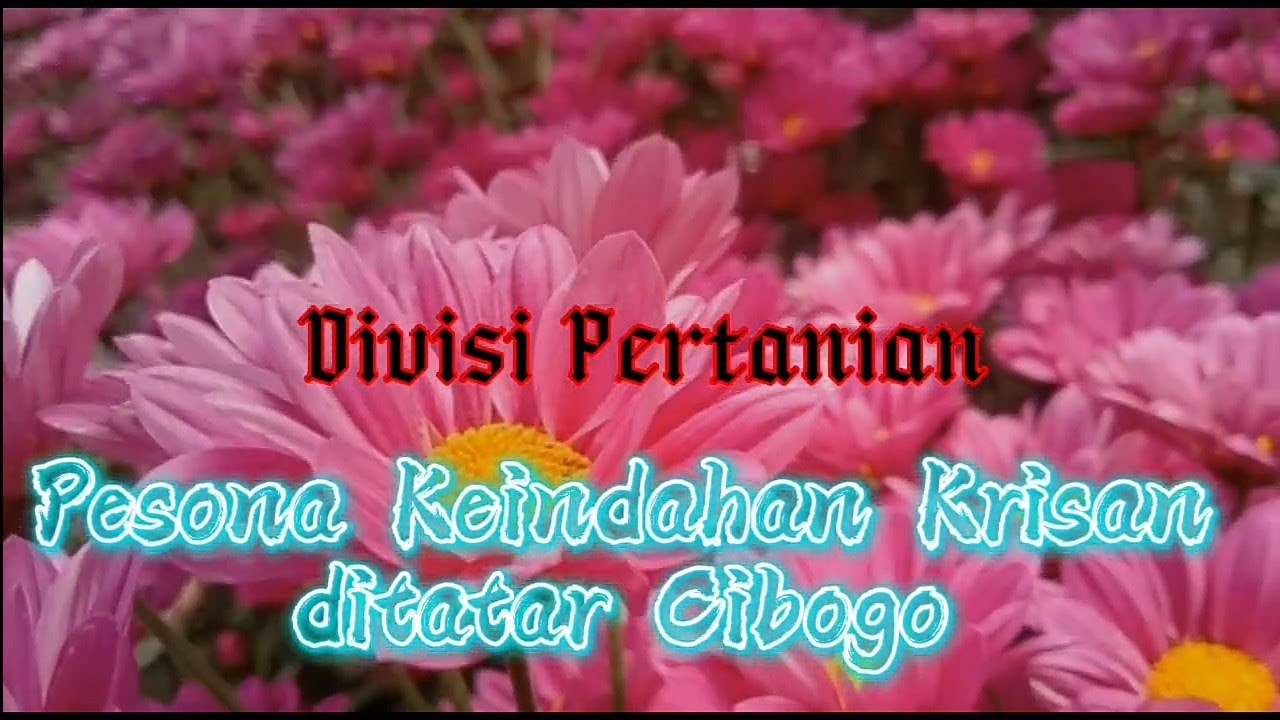 Explore Cibogo | Pesona Keindahan Bunga Krisan ditatar Cibogo