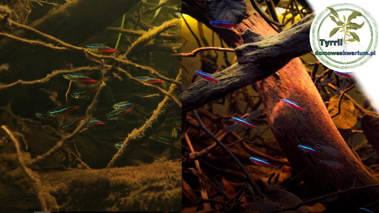 Neon Innesa / Neon Czerwony.