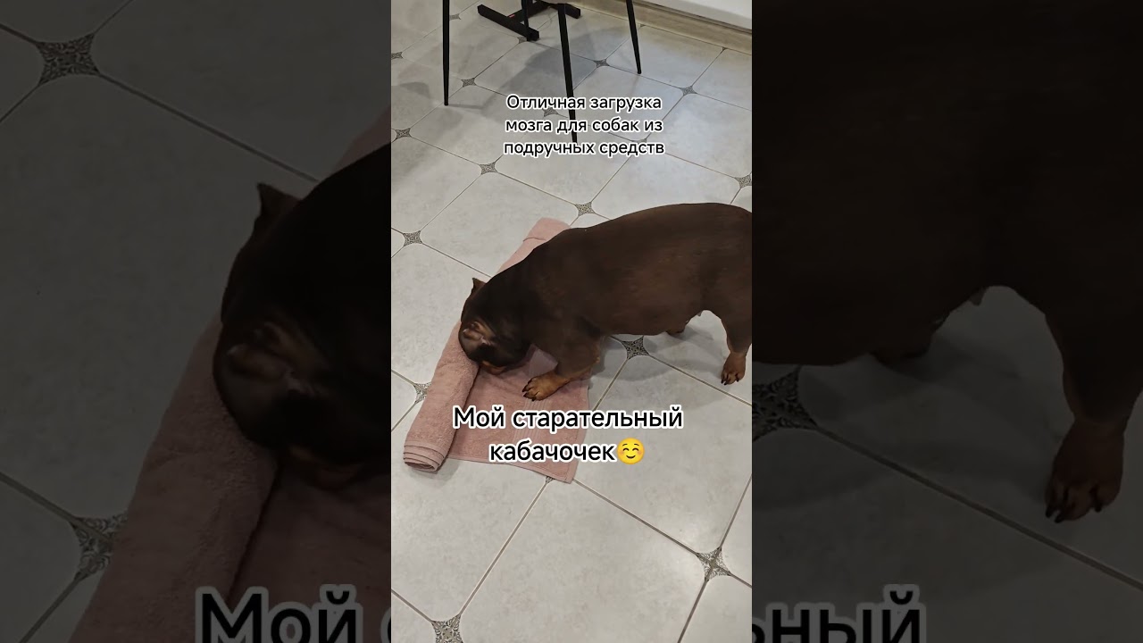 Умственная нагрузка из подручных средств #pets #dogs #дрессировкасобаки #дрессировка #амбулли