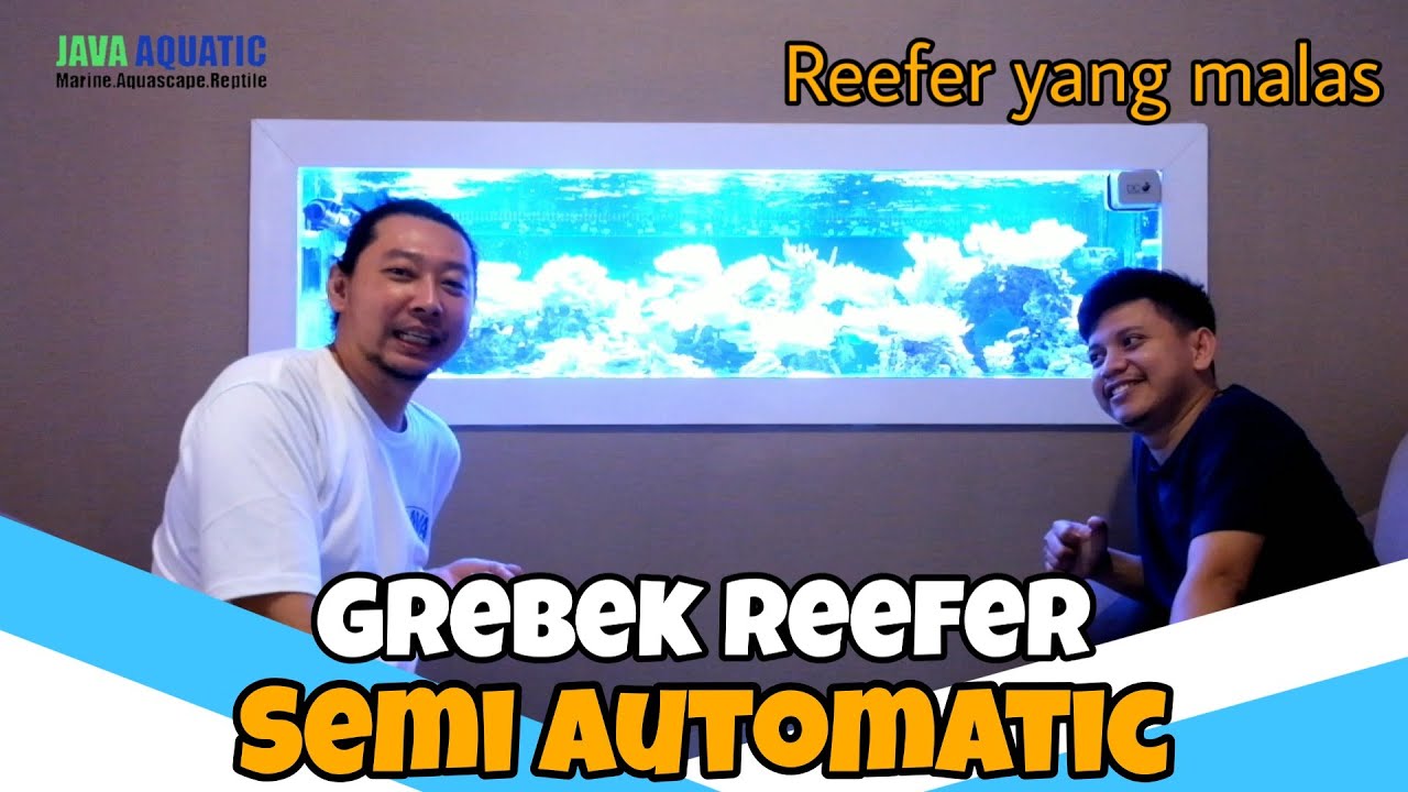 GREBEK REEFERS | SEMI AUTOMATIC | REEFER YANG MALAS | AQUARIUM AIR LAUT