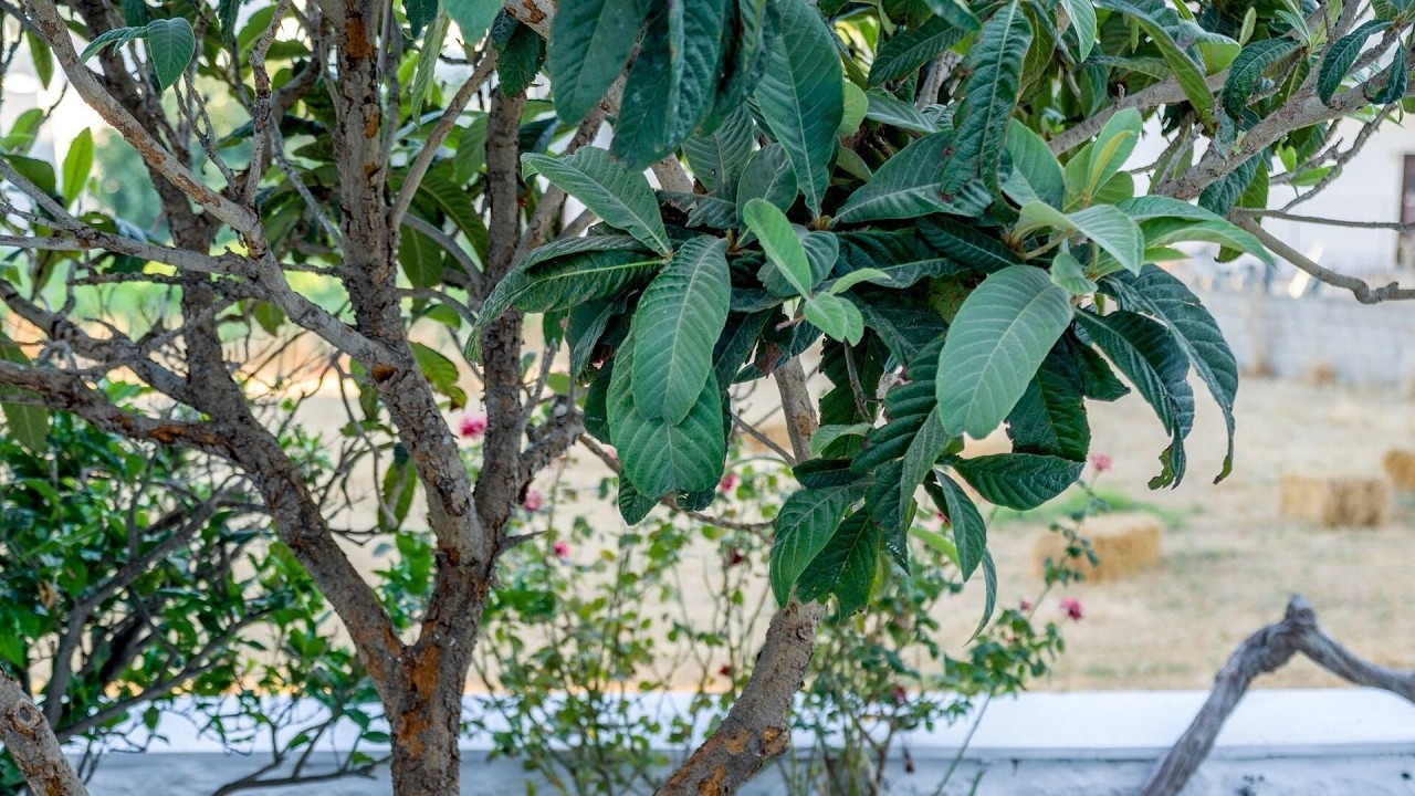 Euphoria Chora Naxos, Greece | Travel With Navya
