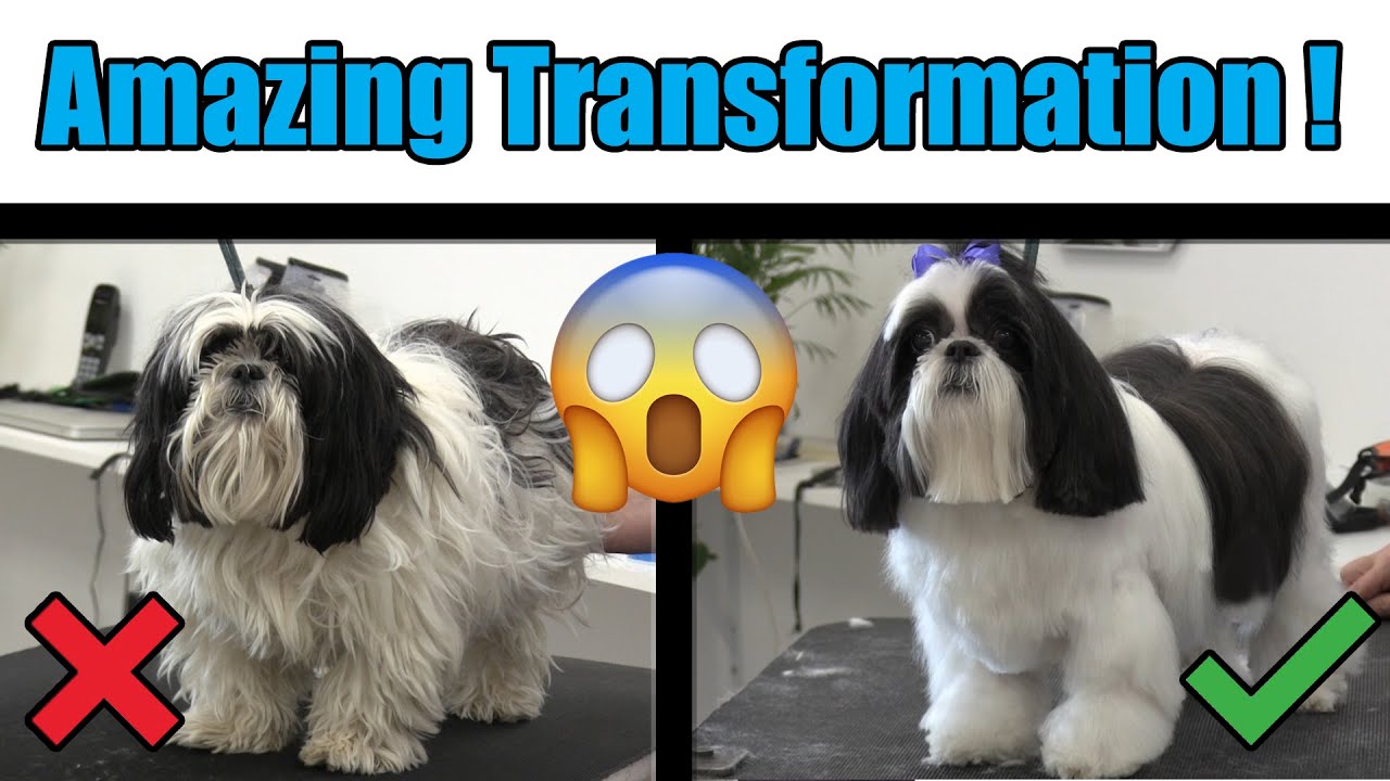 Shih Tzu Dematting Technique | Pro Pet Grooming Tip !