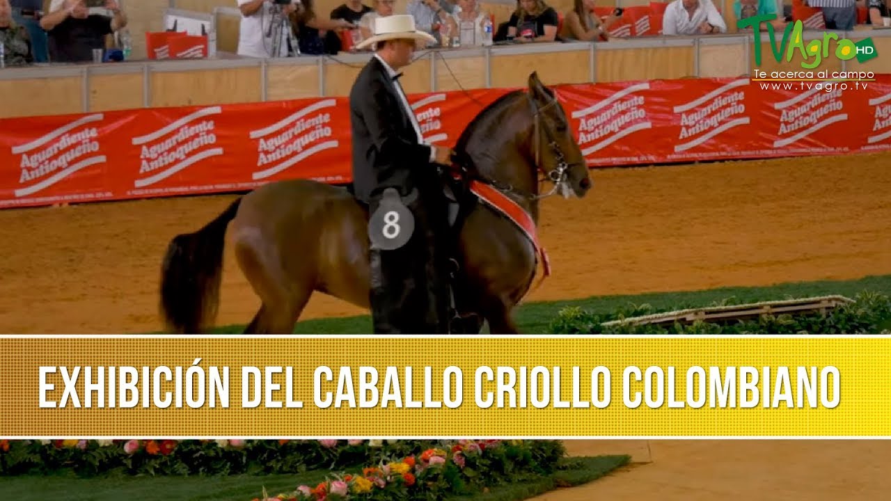 Exhibicion del Caballo Criollo Colombiano - TvAgro por Juan Gonzalo Angel