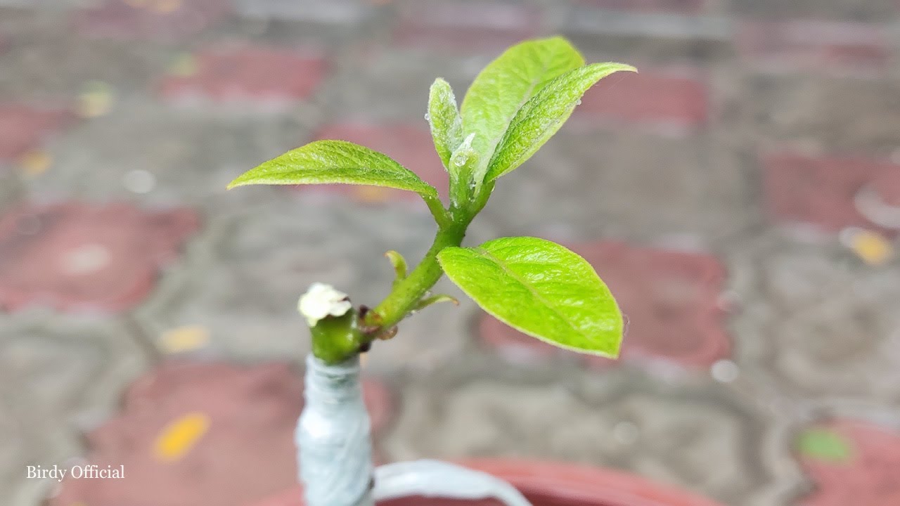 V-Graft Avocado Tree | Step-by-Step Grafting Technique for Strong Healthy Trees