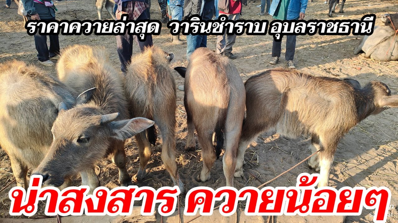 ราคาควายล่าสุด สงสารน้องควาย วารินชำราบ อุบลราชธานี 25 ม.ค.69 ควายเยอะมาก