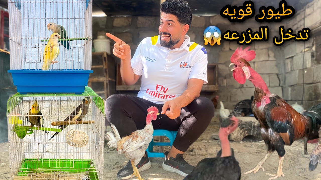 شوفو الخساره😔🦃🐓