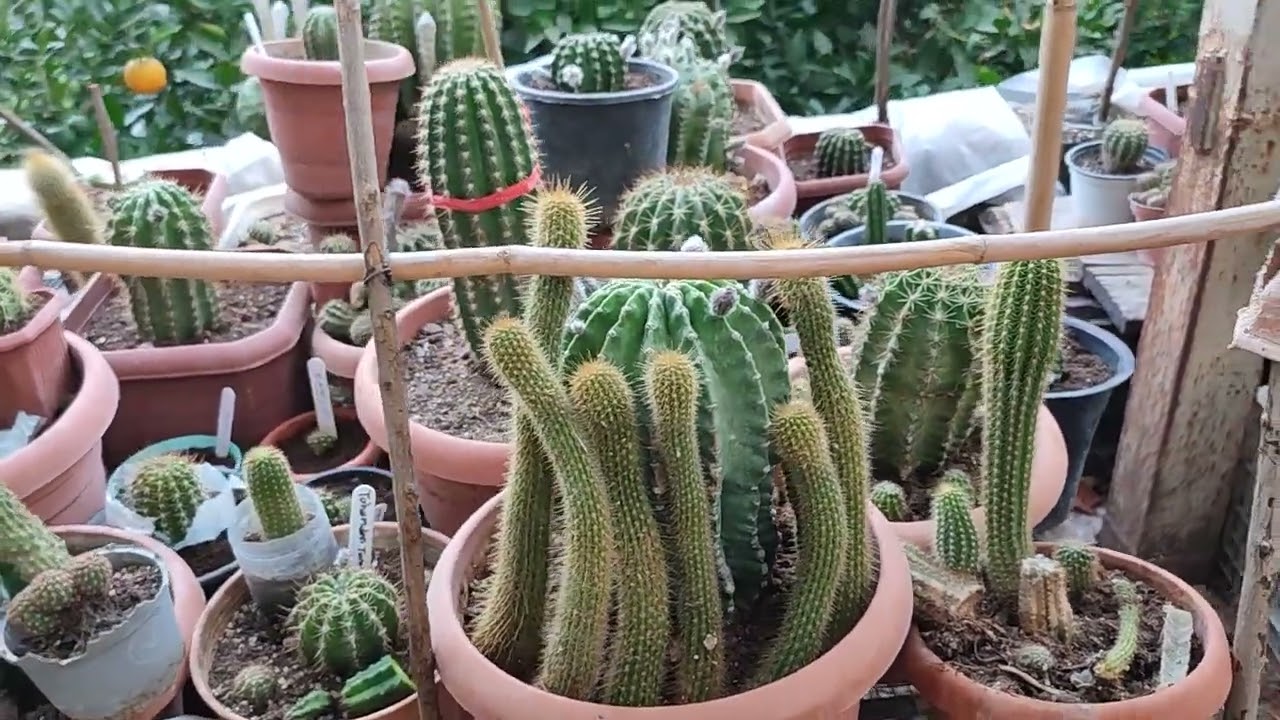 Yaz yorgunu sukullentlerimle sizinleğim.#azerbaycan#cactus 