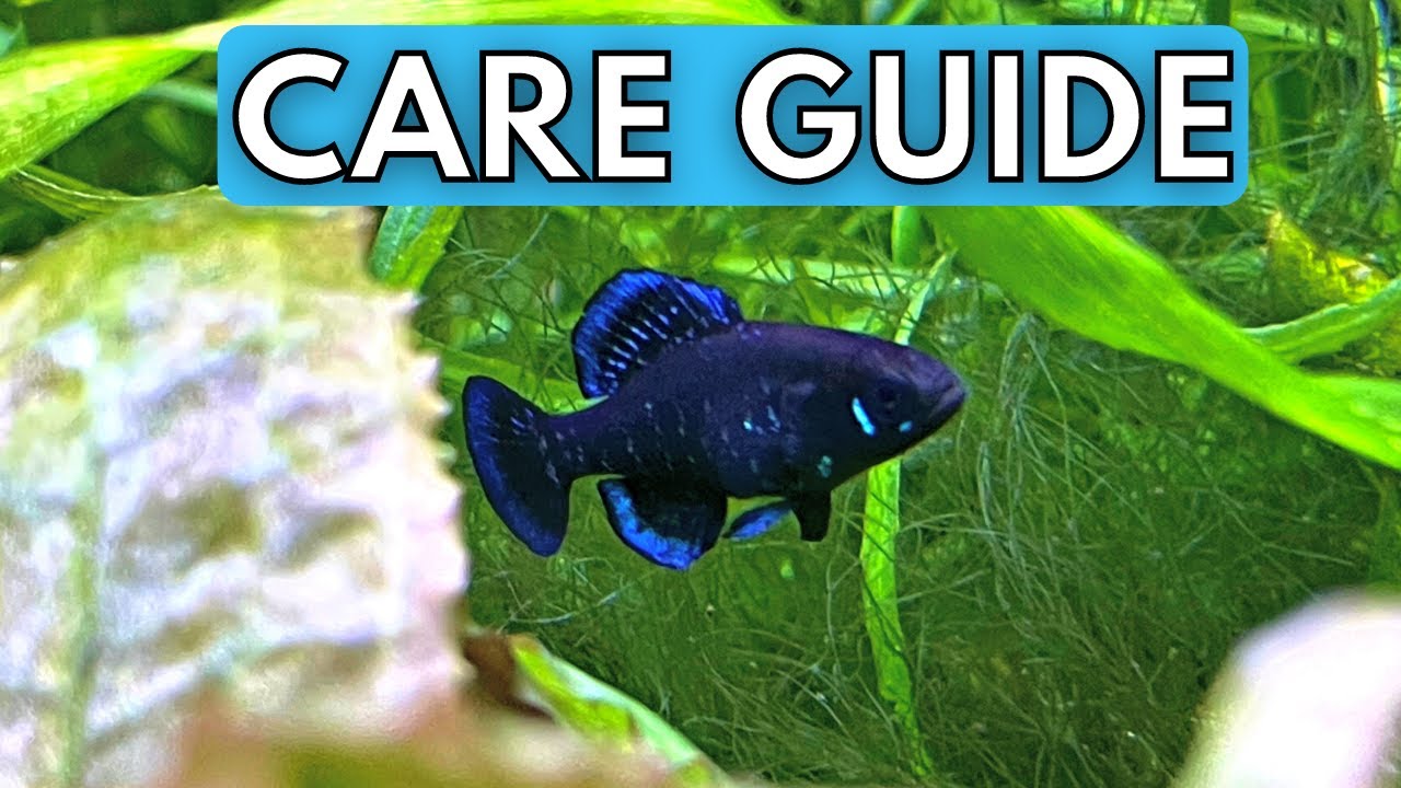 Elassoma Gilberti Care Guide | Gulf Coast Pygmy Sunfish Care Guide