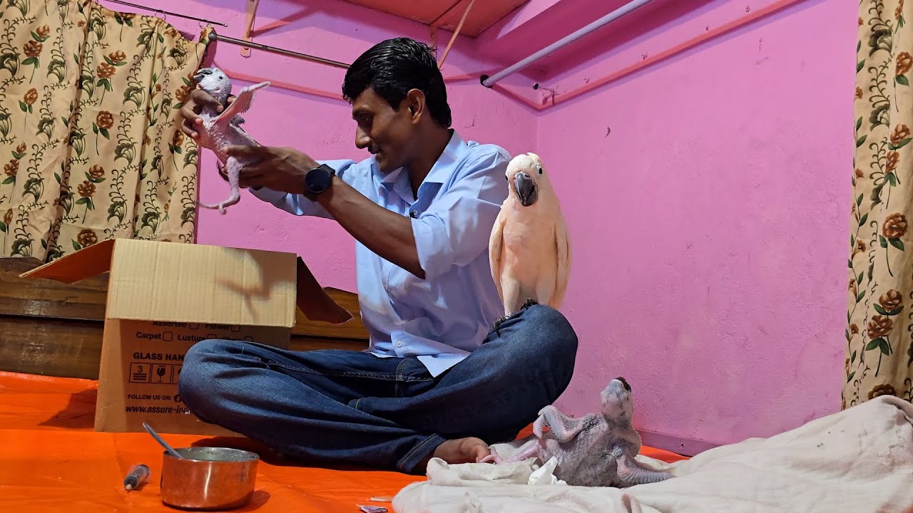 Macaw Parrot & Moluccan Cockatoo Baby Care / Amazon Parrot Breeding Progress.