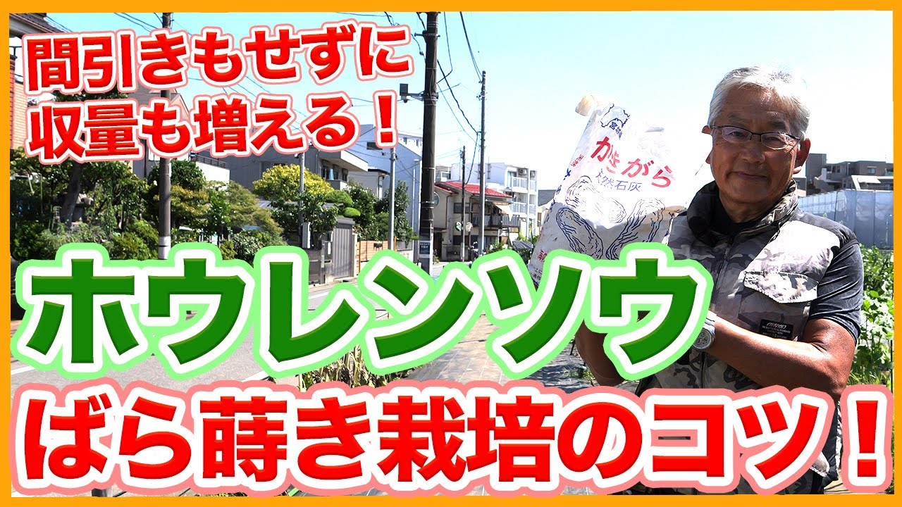 家庭菜園や農園のホウレンソウ栽培でばら蒔き栽培するコツ！間引きしないで収量をUPさせるほうれん草の育て方！【農家直伝】Spinach soil preparation tips.