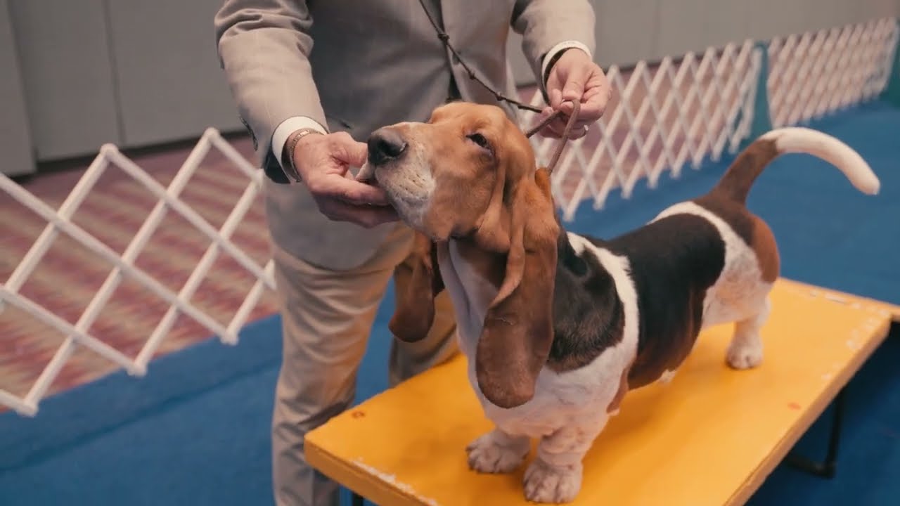 Basset Hound | Hands On Exam