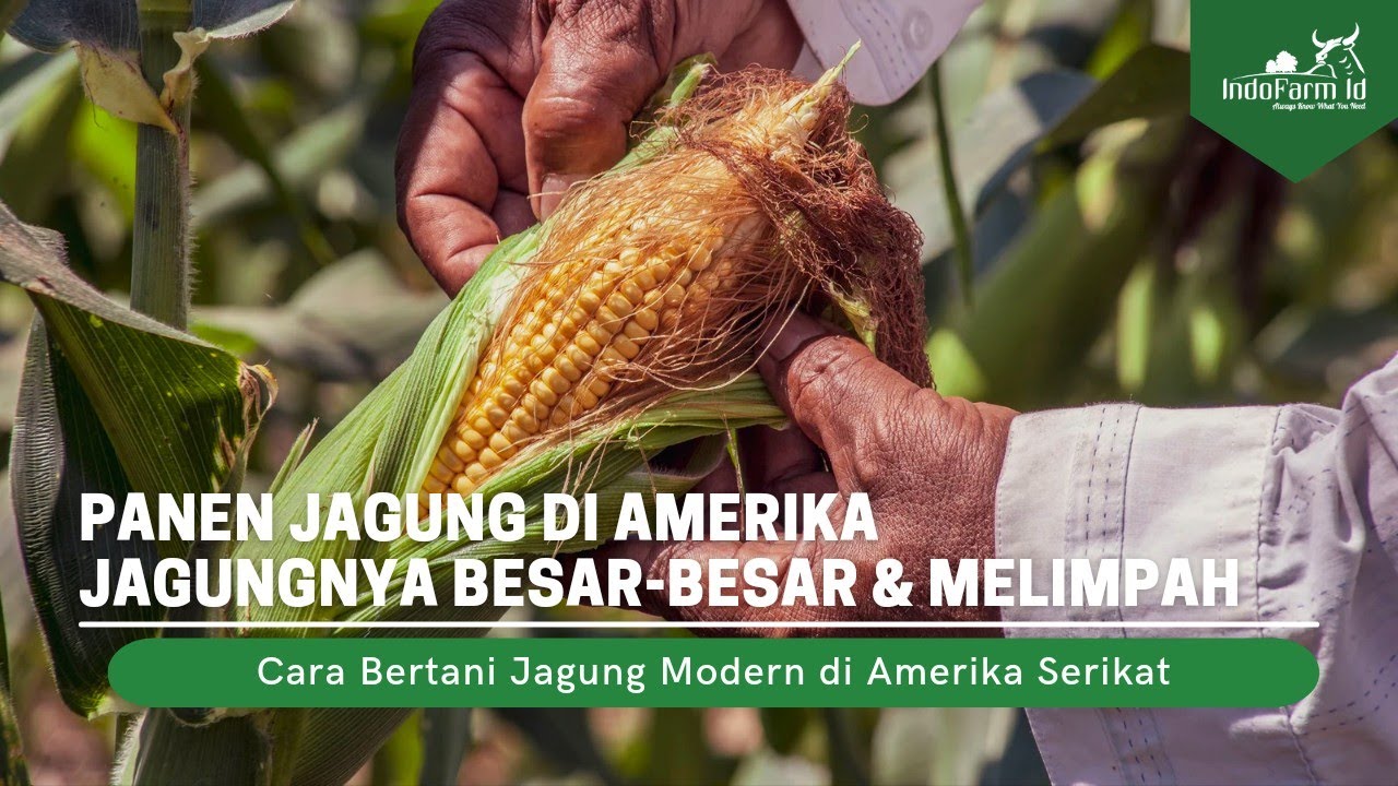 Cara Amerika Serikat Memproduksi Jutaan Ton Jagung | Pertanian Jagung Modern dan Canggih