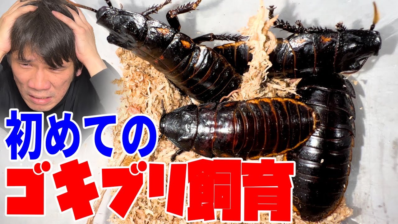 初めてのペットが巨大ゴキブリで感情爆発しました