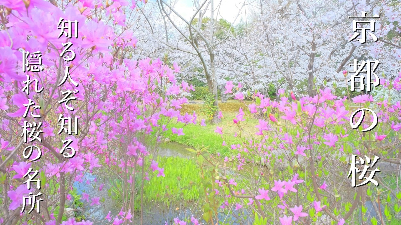 京都の穴場桜スポット6選 混雑を避けて ゆっくり美しい景色を楽しむ