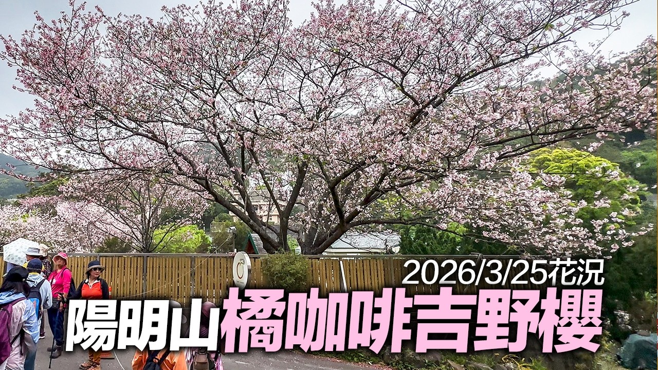 台北陽明山『橘咖啡吉野櫻』花況｜4K HDR｜Taipei Cherry Blossoms 2026 - Yangmingshan, Shilin, Taiwan #sakura