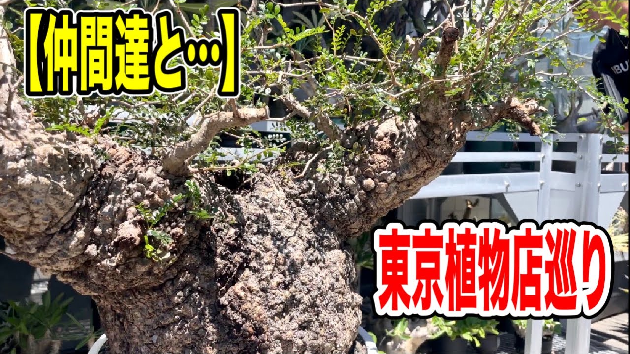 『塊根植物/コーデックス』仲間達と東京植物店巡り