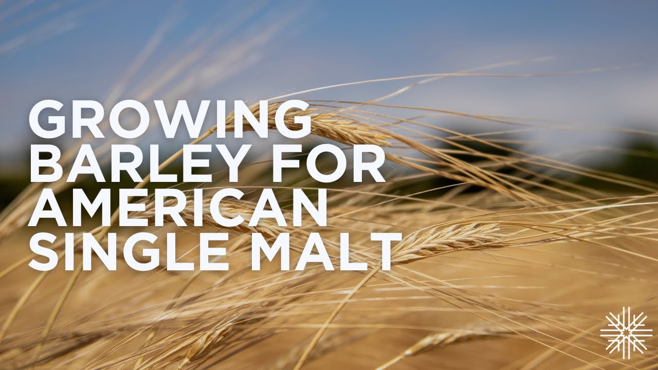 Growing Barley for our American Single Malt