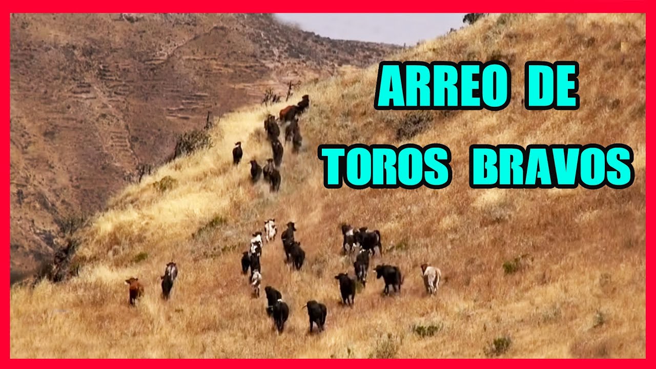 ARREO DE TOROS BRAVOS  👍
