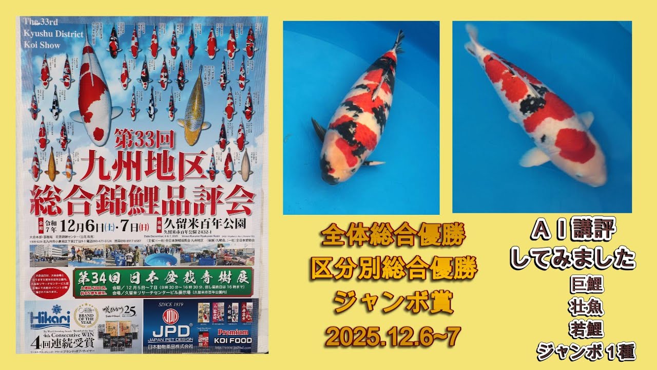 AI講評付き（４尾）九州地区総合錦鯉品評会　2025 12 6　全体総合と区分別