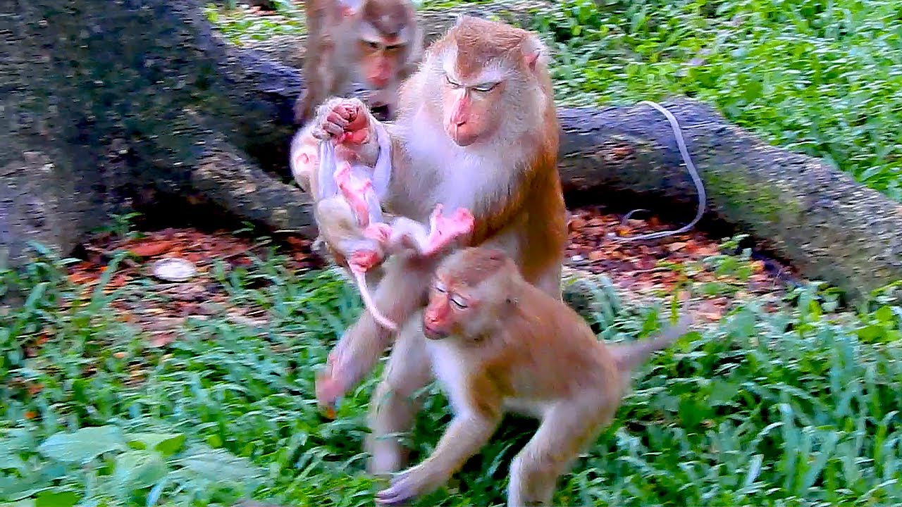 Monkey Luna immediately rescues after Rainbow approaches baby LYNX (what happened)