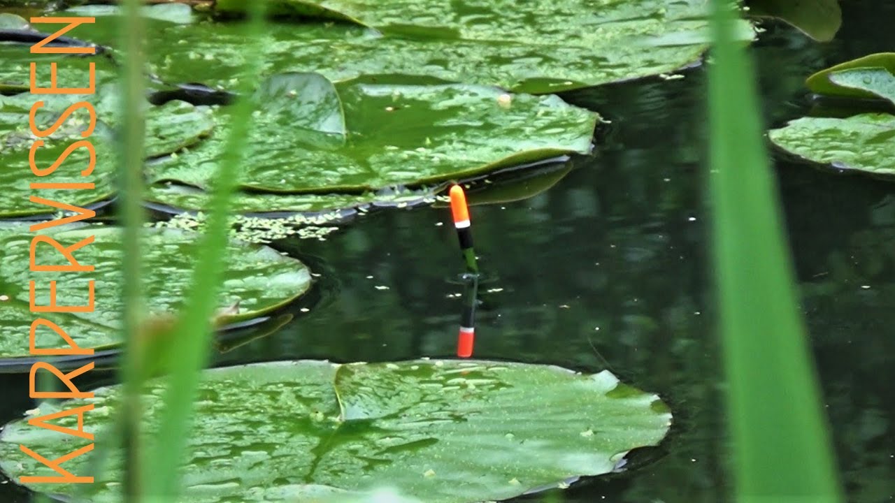 Succesvol vissen met de Pen op karper (Met live aanbeten)
