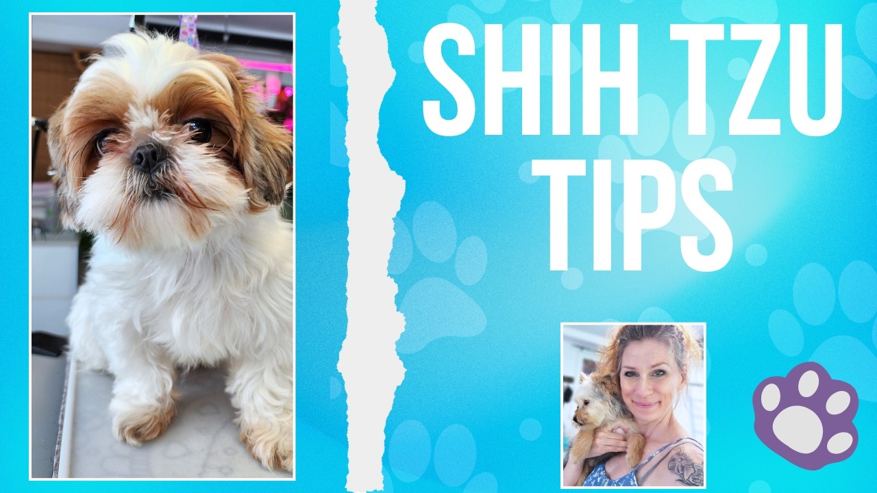 Shih Tzu Grooming Tips (For a Clean Tidy Finish)