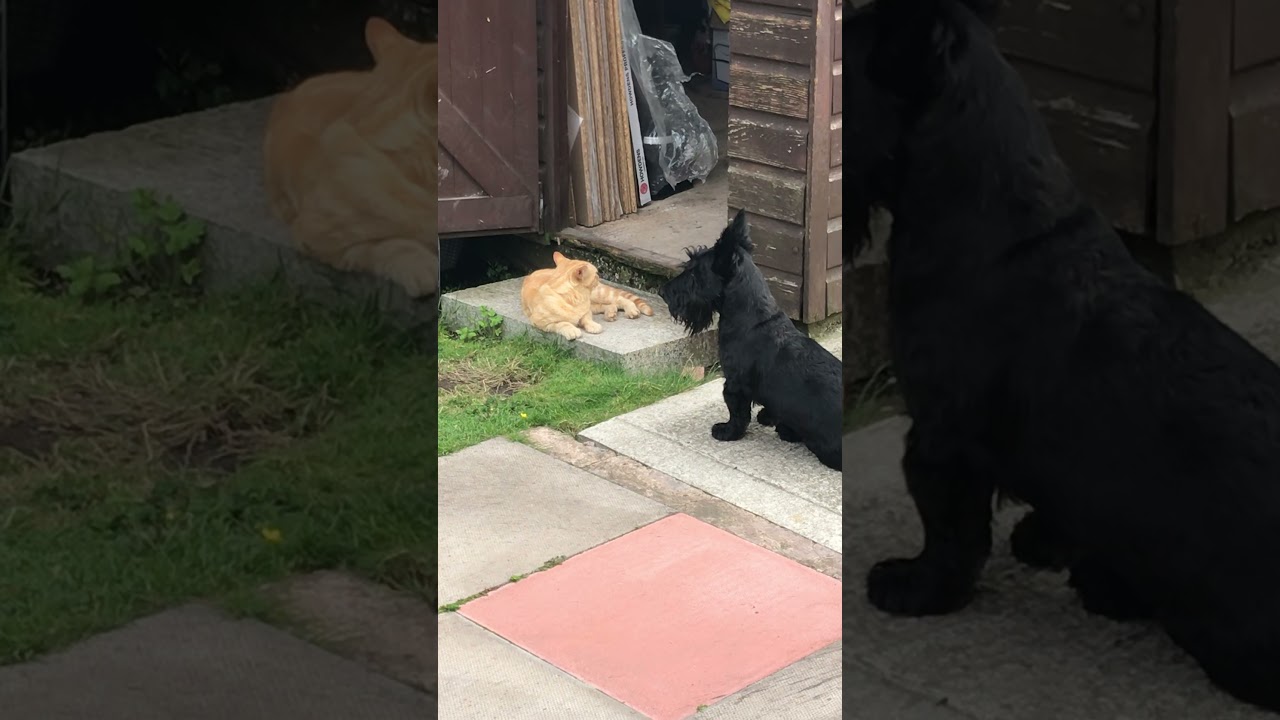 Scottie dog with Nextdoor cat