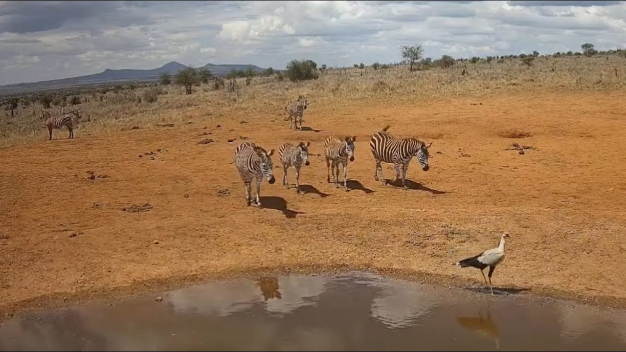 Zebras and secretarybird at Lions Bluff Lodge Photo Hide - Live Stream - Kenya